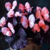 50 Heirloom Pink Butterfly Coleus Seeds – Vibrant Ornamental Foliage Plant - Image 1