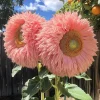 50 Pink Giant Teddy Bear Sunflower Seeds - Fluffy Double Blooms, Outdoor Annual - Image 1