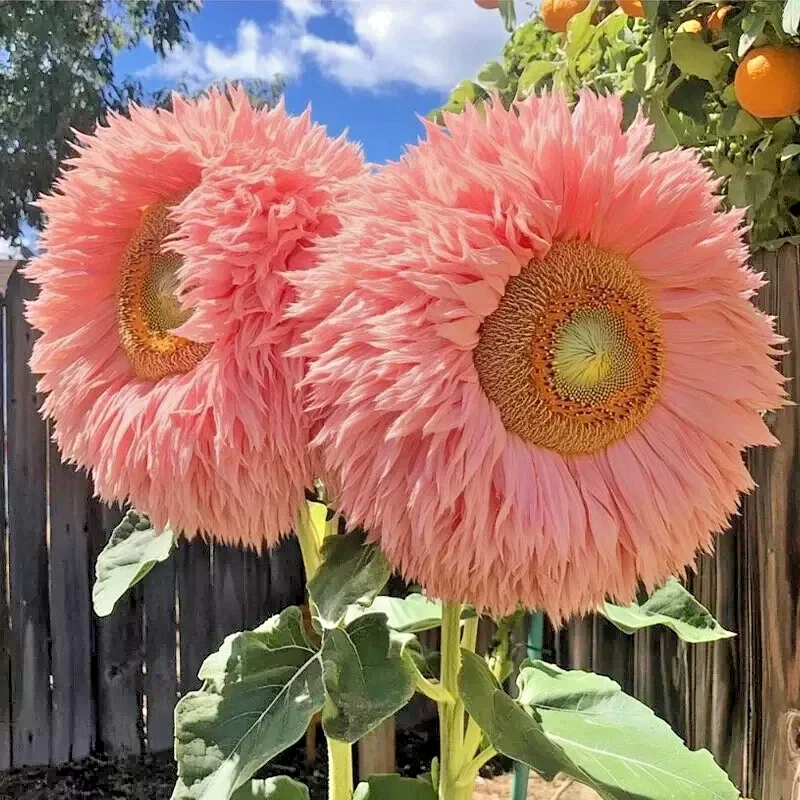 50 Pink Giant Teddy Bear Sunflower Seeds - Rare Fluffy Blooms, Annual, Outdoor - Image 2