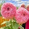 50 Pink Giant Teddy Bear Sunflower Seeds - Rare Fluffy Blooms, Annual, Outdoor - Image 1