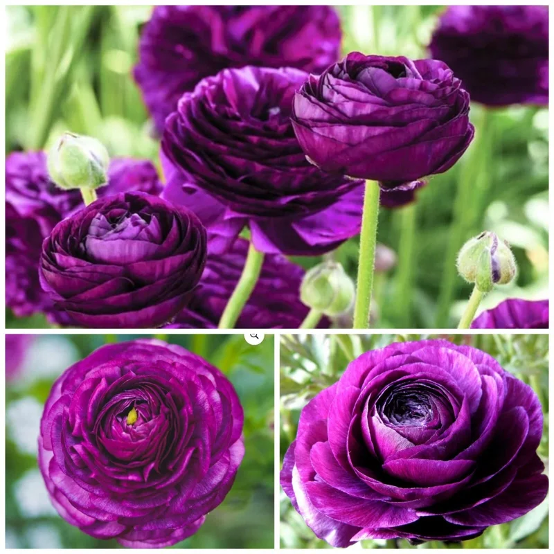 50 Purple Ranunculus Seeds – Double Bloom Buttercups Vibrant Spring Flowers Perennial - Image 2