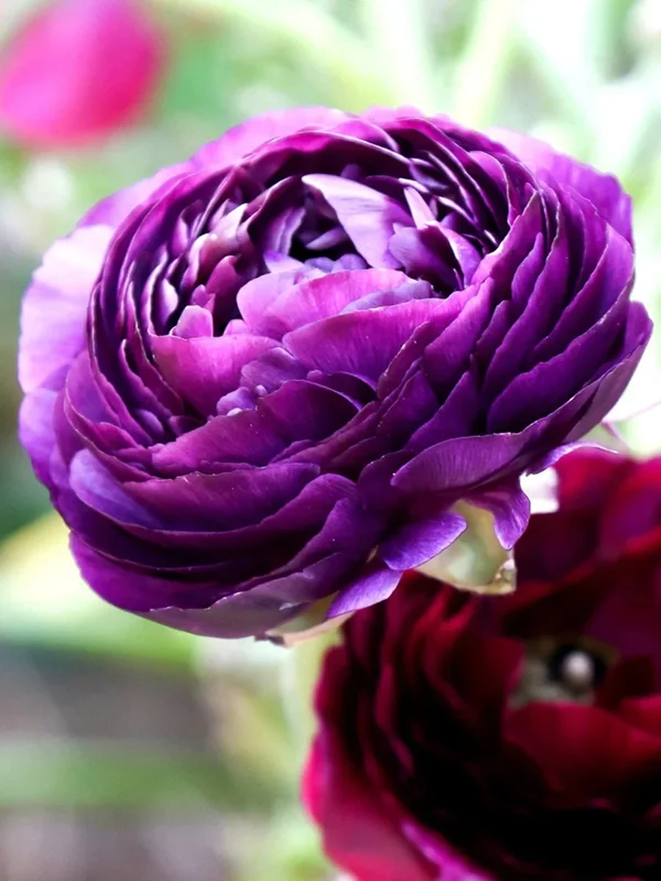 50 Purple Ranunculus Seeds – Double Bloom Buttercups Vibrant Spring Flowers Perennial - Image 3