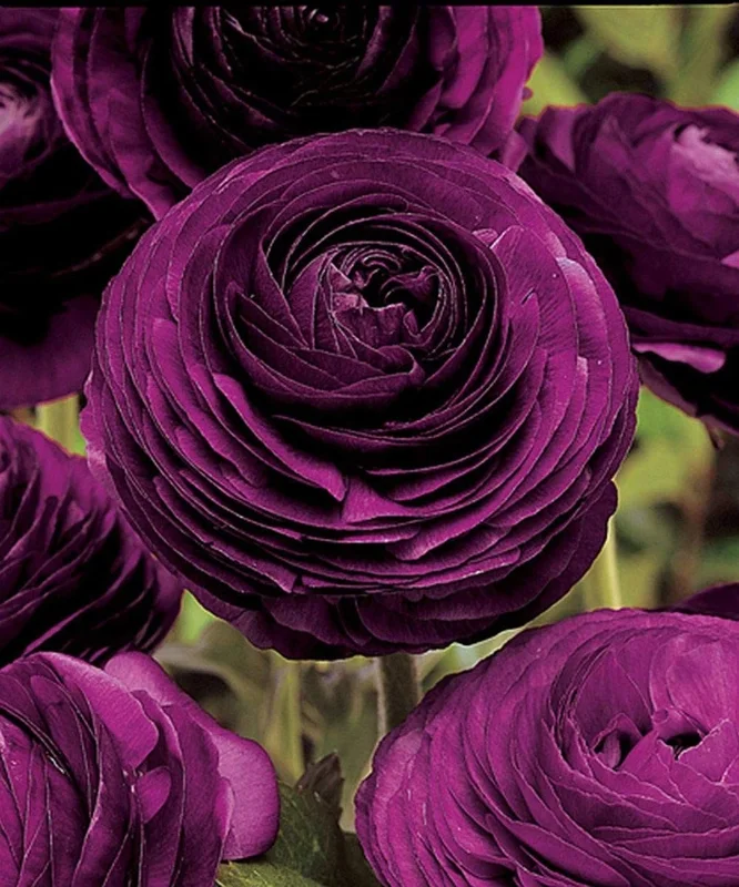 50 Purple Ranunculus Seeds – Double Bloom Buttercups Vibrant Spring Flowers Perennial - Image 4
