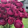 50 Purple Ranunculus Seeds – Double Bloom Buttercups Vibrant Spring Flowers Perennial - Image 1