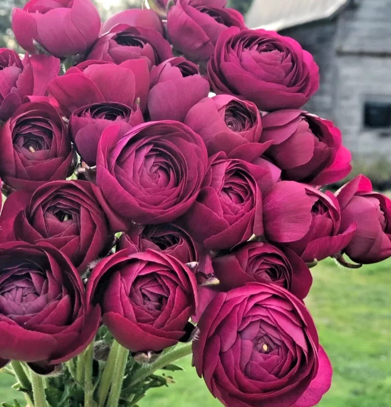 50 Purple Ranunculus Seeds – Double Bloom Buttercups Vibrant Spring Flowers Perennial - Image 1