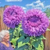 50 Purple Teddy Bear Sunflower Seeds - Giant Enchanting Blooms, Annual, Outdoor - Image 1