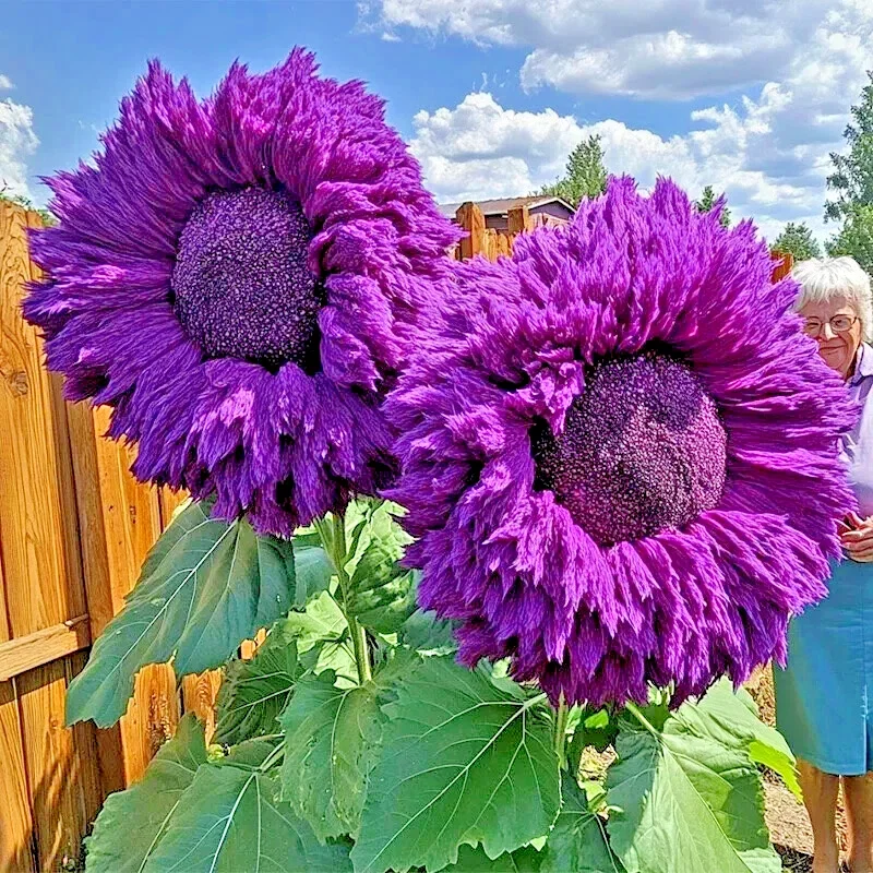 50 Purple Teddy Bear Sunflower Seeds - Giant Enchanting Blooms, Annual, Outdoor - Image 2