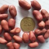 50 Spanish Peanut Seeds for Planting – High Germination Rate – Outdoor Vegetable Seeds - Image 1