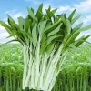 50+ White Stem Water Spinach Seeds - Ong Choy Vegetable Seeds for Planting - Image 1