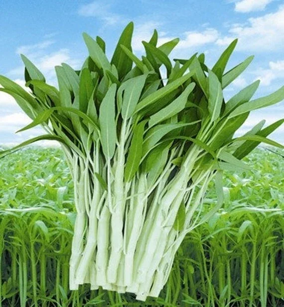 50+ White Stem Water Spinach Seeds - Ong Choy Vegetable Seeds for Planting - Image 1
