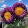 50pcs Giant Teddy Bear Sunflower Seeds - Yellow & Purple Helianthus Annual Outdoor - Image 1