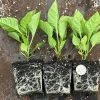 6 Carolina Reaper Super Hot Pepper Live Plants - 75+ Days Old, Vegetable - Image 1