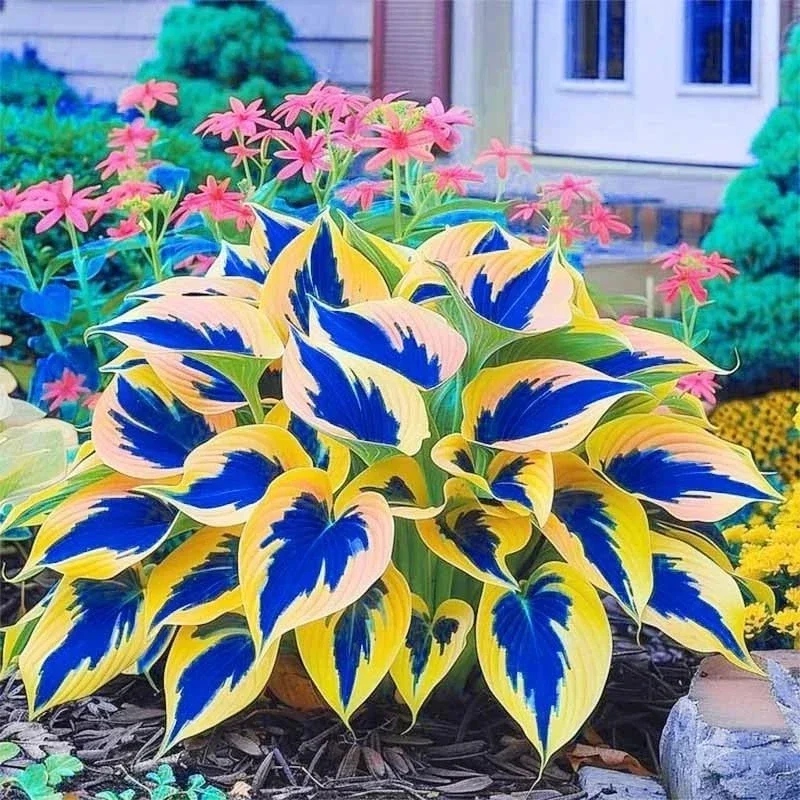 80+ Hosta Seeds – Perennial Outdoor Shade Garden Ornamental Planting Seeds - Image 2