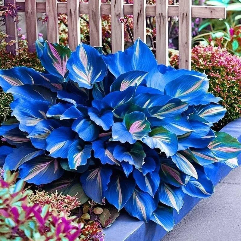 80+ Hosta Seeds – Perennial Outdoor Shade Garden Ornamental Planting Seeds - Image 3