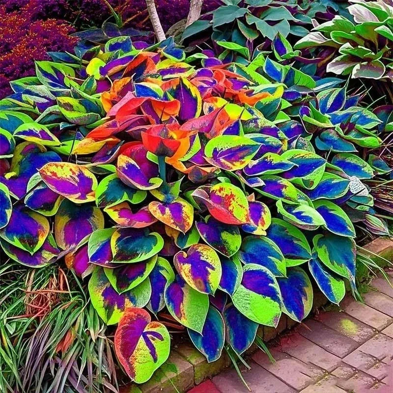 80+ Hosta Seeds – Perennial Outdoor Shade Garden Ornamental Planting Seeds - Image 4