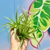 Abdita Air Plant Live (Tillandsia) - 2-4 Inch Easy Care Indoor Terrarium Plant - Image 1
