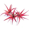 Abdita Air Plant (Tillandsia multiflora) Live - Red Foliage, Purple Flowers, 4-inch Indoor Plant - Image 1