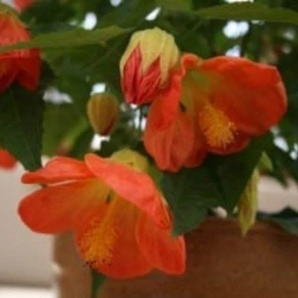 Abutilon Lucky Lantern Live Plant - Flowering Maple Plug - Indoor/Outdoor - Image 2