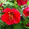 Abutilon Lucky Lantern Live Plant - Flowering Maple Plug - Indoor/Outdoor - Image 1