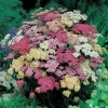 Achillea Yarrow Summer Pastels Mix Live Plant, 3 1/4 inch Pot, Outdoor - Image 1