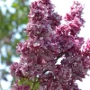 Adelaide Dunbar Lilac Live Plant - Starter Shrub 6-10 Inch Tall - Image 1