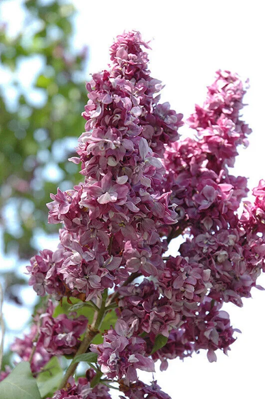 Adelaide Dunbar Lilac Live Plant - Starter Shrub 6-10 Inch Tall - Image 1