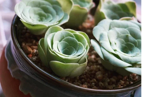 Aeonium Greenovia Aurea Mountain Rose Succulent Seeds (10-50 Seeds) - Image 2