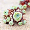 Aeonium Greenovia Aurea Mountain Rose Succulent Seeds (10-50 Seeds) - Image 1