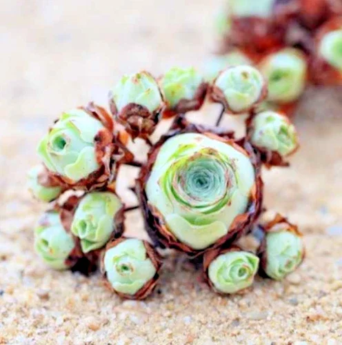 Aeonium Greenovia Aurea Mountain Rose Succulent Seeds (10-50 Seeds) - Image 1