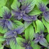 African Blue Basil Live Plant - Healthy Starter Plug - Culinary Herb - Image 1