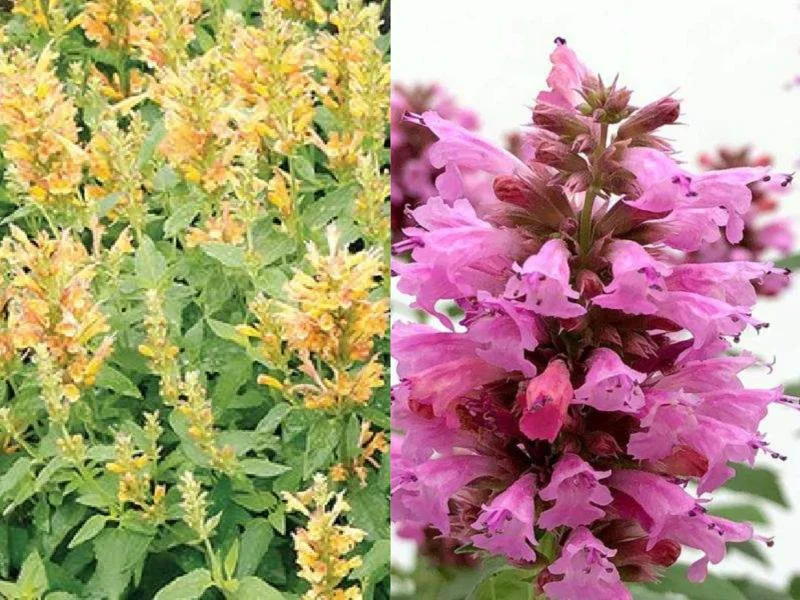 Agastache Hummingbird Mint Live Plant - Healthy Starter Plug Plants - Image 10