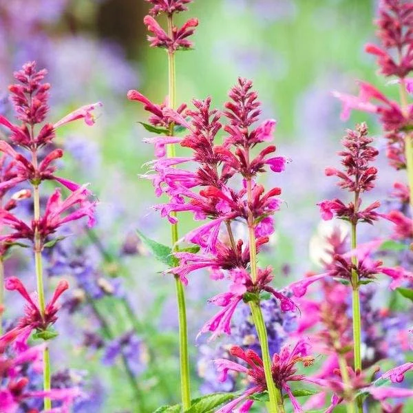 Agastache Hummingbird Mint Live Plant - Healthy Starter Plug Plants - Image 1