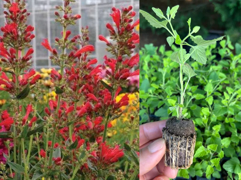 Agastache Hummingbird Mint Live Plant - Healthy Starter Plug Plants - Image 2