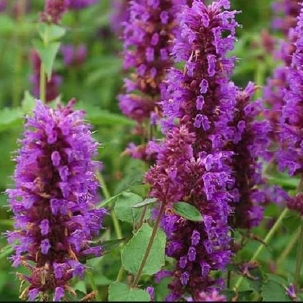 Agastache Hummingbird Mint Live Plant - Healthy Starter Plug Plants - Image 4