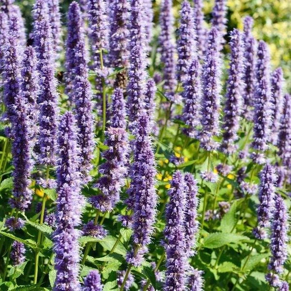 Agastache Hummingbird Mint Live Plant - Healthy Starter Plug Plants - Image 5