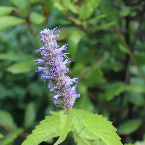Agastache Hummingbird Mint Live Plant - Healthy Starter Plug Plants - Image 6