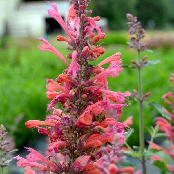 Agastache Hummingbird Mint Live Plant - Healthy Starter Plug Plants - Image 7