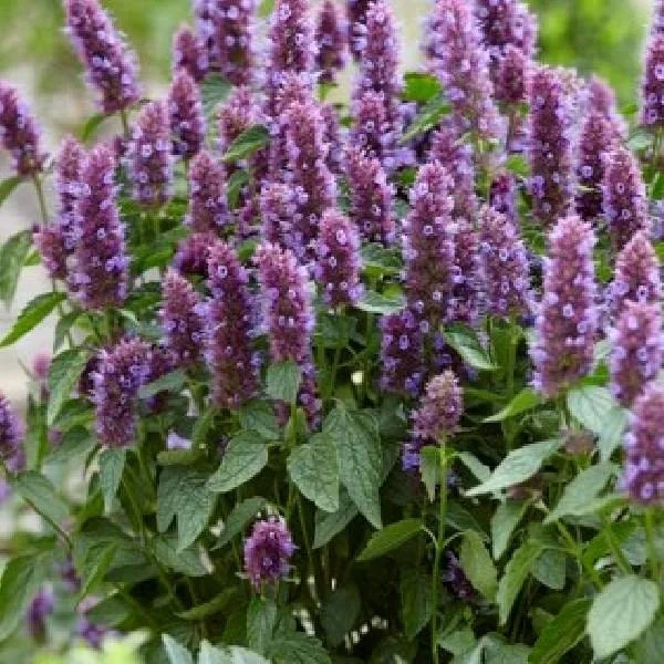 Agastache Hummingbird Mint Live Plant - Healthy Starter Plug Plants - Image 8