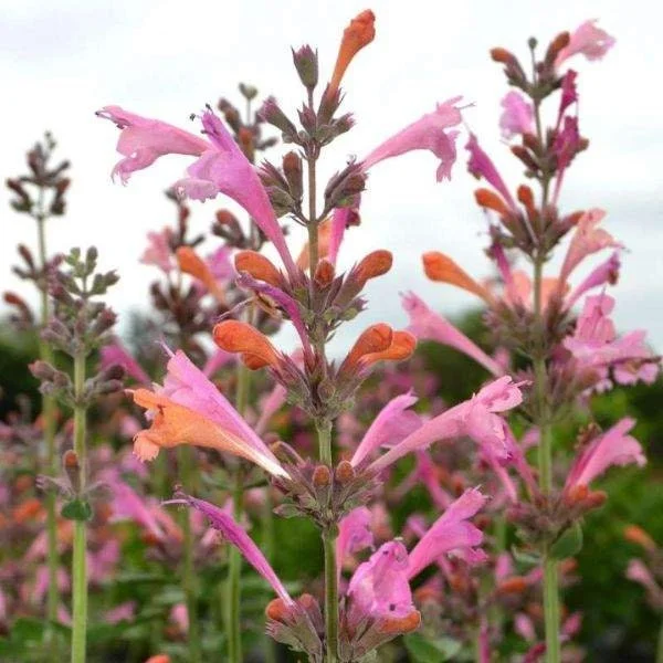 Agastache Hummingbird Mint Live Plant - Healthy Starter Plug Plants - Image 9