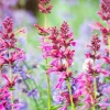 Agastache Hummingbird Mint Live Plant - Perennial Hyssop Starter Plants - Image 1