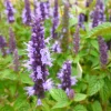 Agastache Live Plant – Hummingbird Mint – Hyssop Starter – Attracts Pollinators – Perennial - Image 1