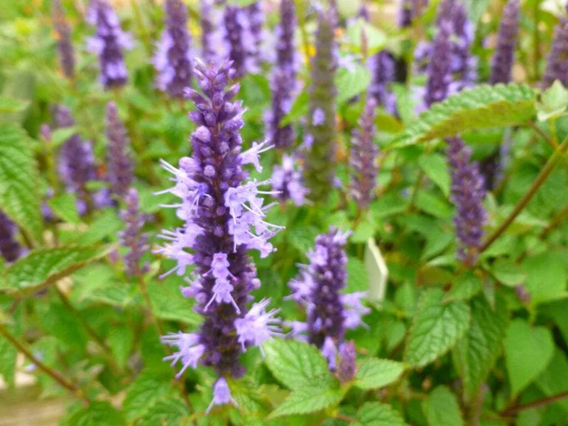 Agastache Live Plant – Hummingbird Mint – Hyssop Starter – Attracts Pollinators – Perennial - Image 1