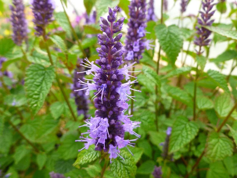 Agastache Live Plant – Hummingbird Mint – Hyssop Starter – Attracts Pollinators – Perennial - Image 2