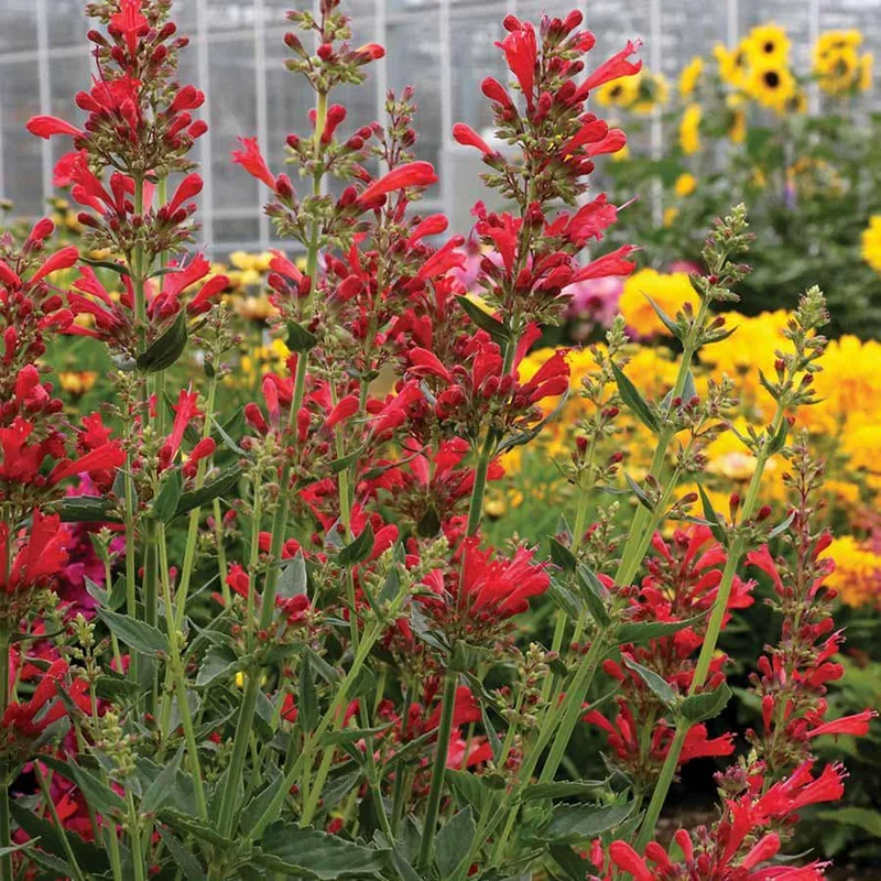 Agastache Live Plant – Hummingbird Mint – Hyssop Starter – Attracts Pollinators – Perennial - Image 3