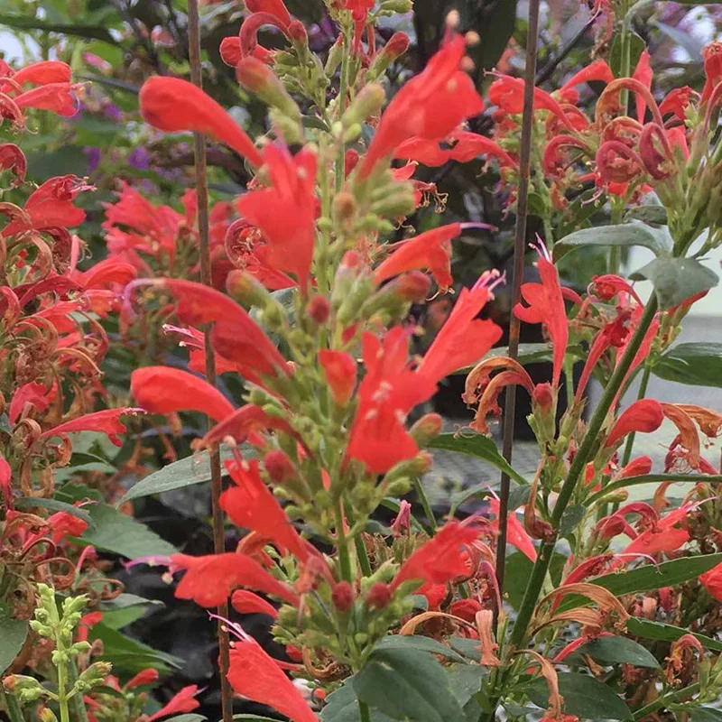 Agastache Live Plant – Hummingbird Mint – Hyssop Starter – Attracts Pollinators – Perennial - Image 4