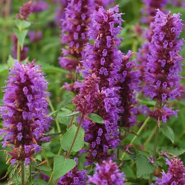 Agastache Live Plant – Hummingbird Mint – Hyssop Starter – Attracts Pollinators – Perennial - Image 5
