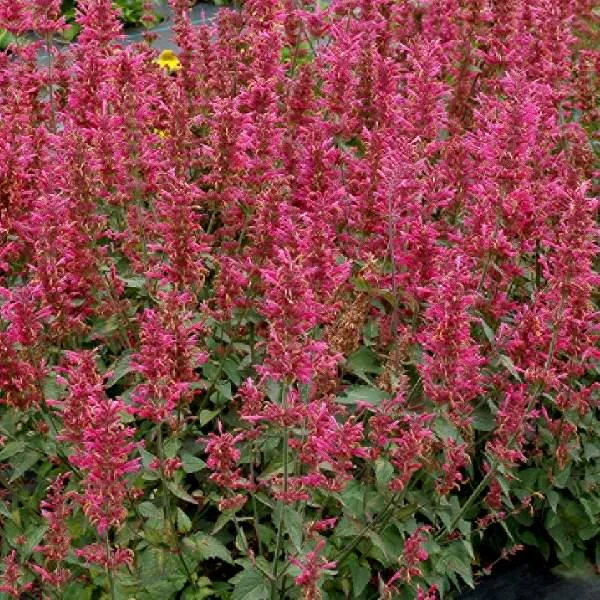 Agastache Live Plant – Hummingbird Mint – Hyssop Starter – Attracts Pollinators – Perennial - Image 6