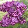 Agincourt Beauty Lilac Live Plant - Fragrant Purple Blooms - Starter - 6-10 Inch - Image 1