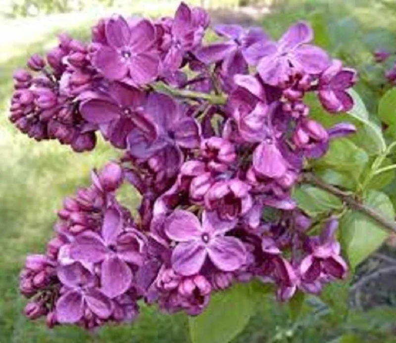 Agincourt Beauty Lilac Live Plant - Fragrant Purple Blooms - Starter - 6-10 Inch - Image 1