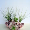 Air Plant Barnacle Planter with Live Tillandsia - Natural 7-9 Inch Coastal Decor - Image 1